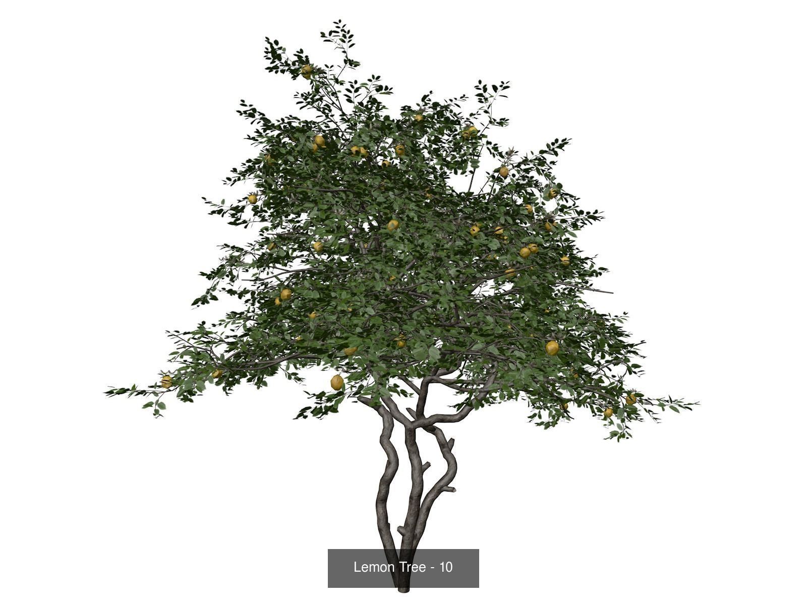 Lemon Trees 3D Model Collection_11