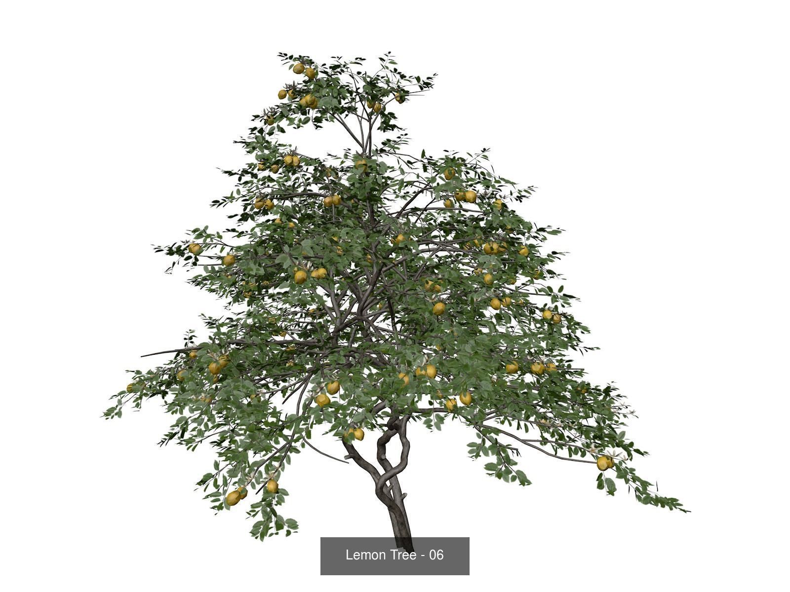 Lemon Trees 3D Model Collection_7