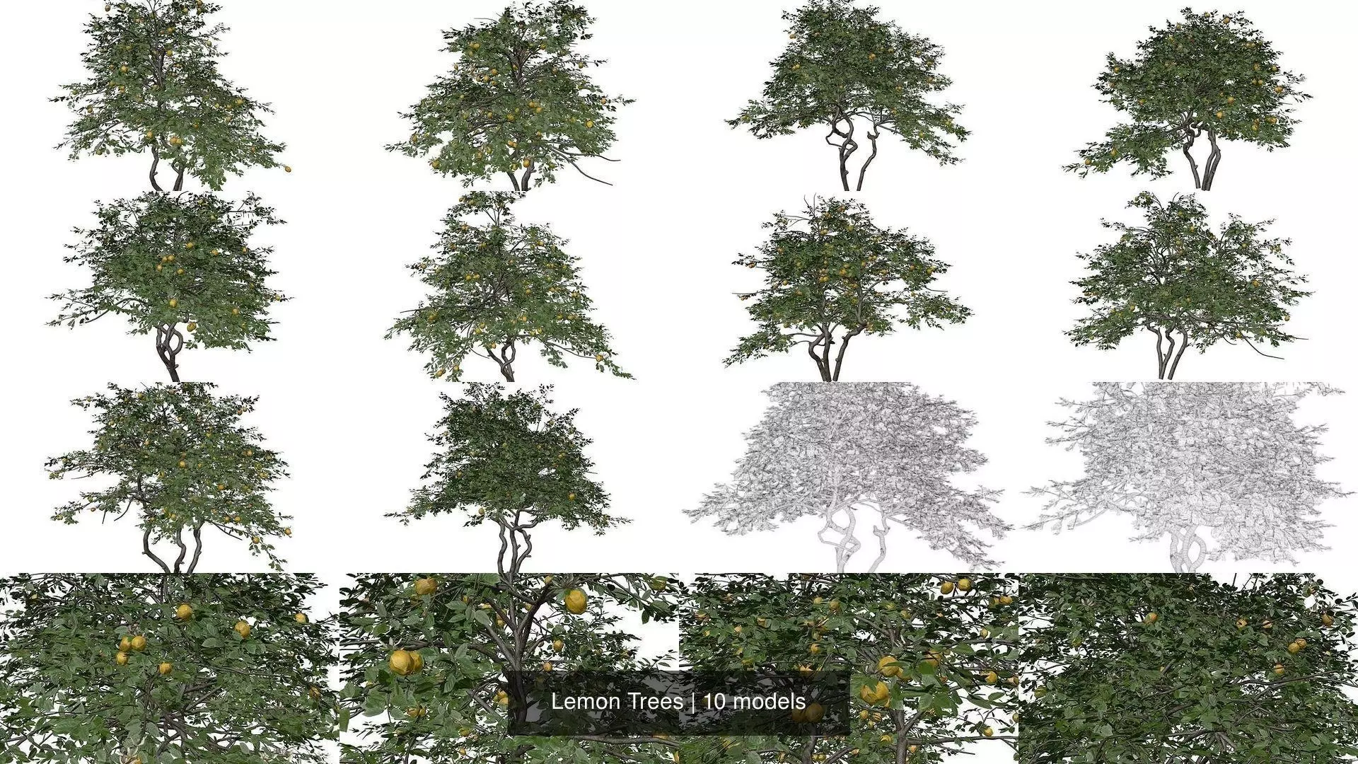 Lemon Trees 3D Model Collection_1