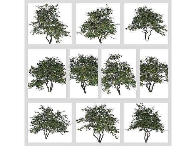 Lemon Trees 3D Model Collection