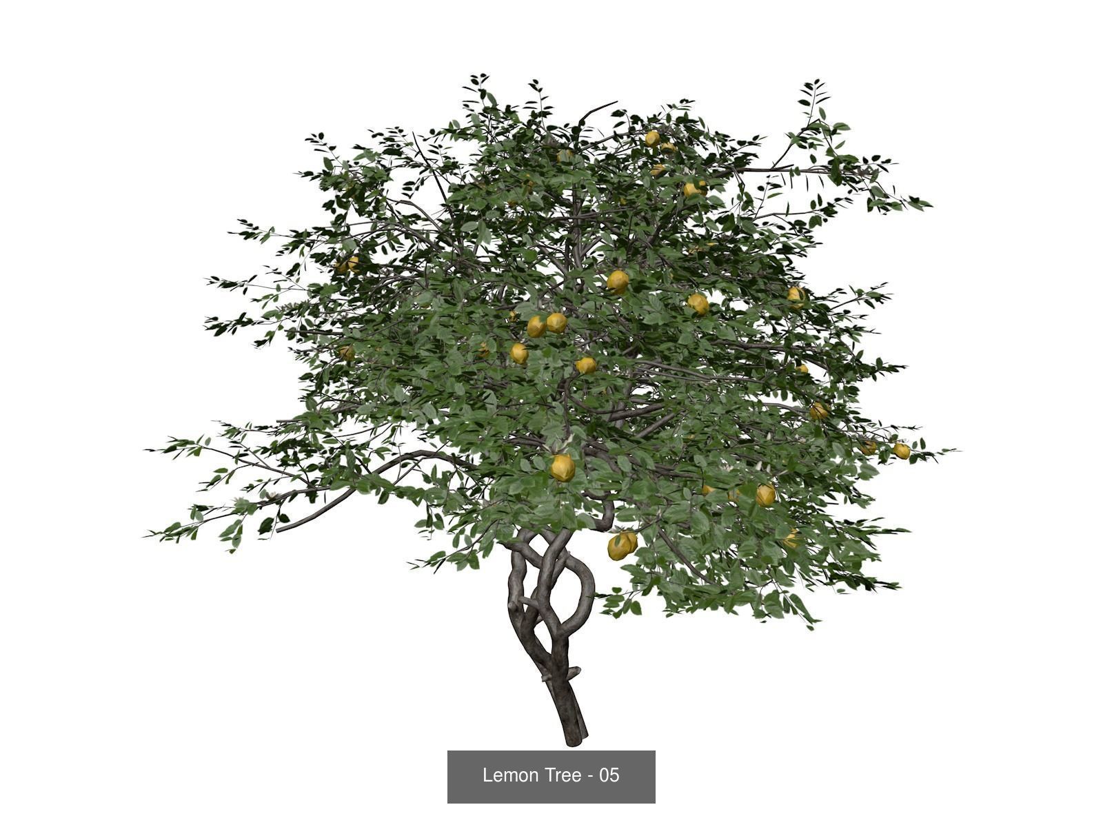 Lemon Trees 3D Model Collection_6