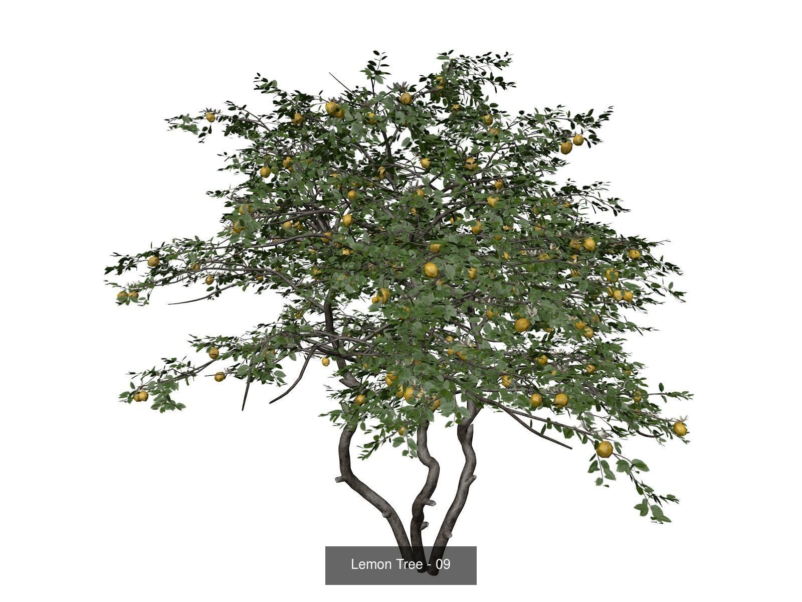 Lemon Trees 3D Model Collection_10