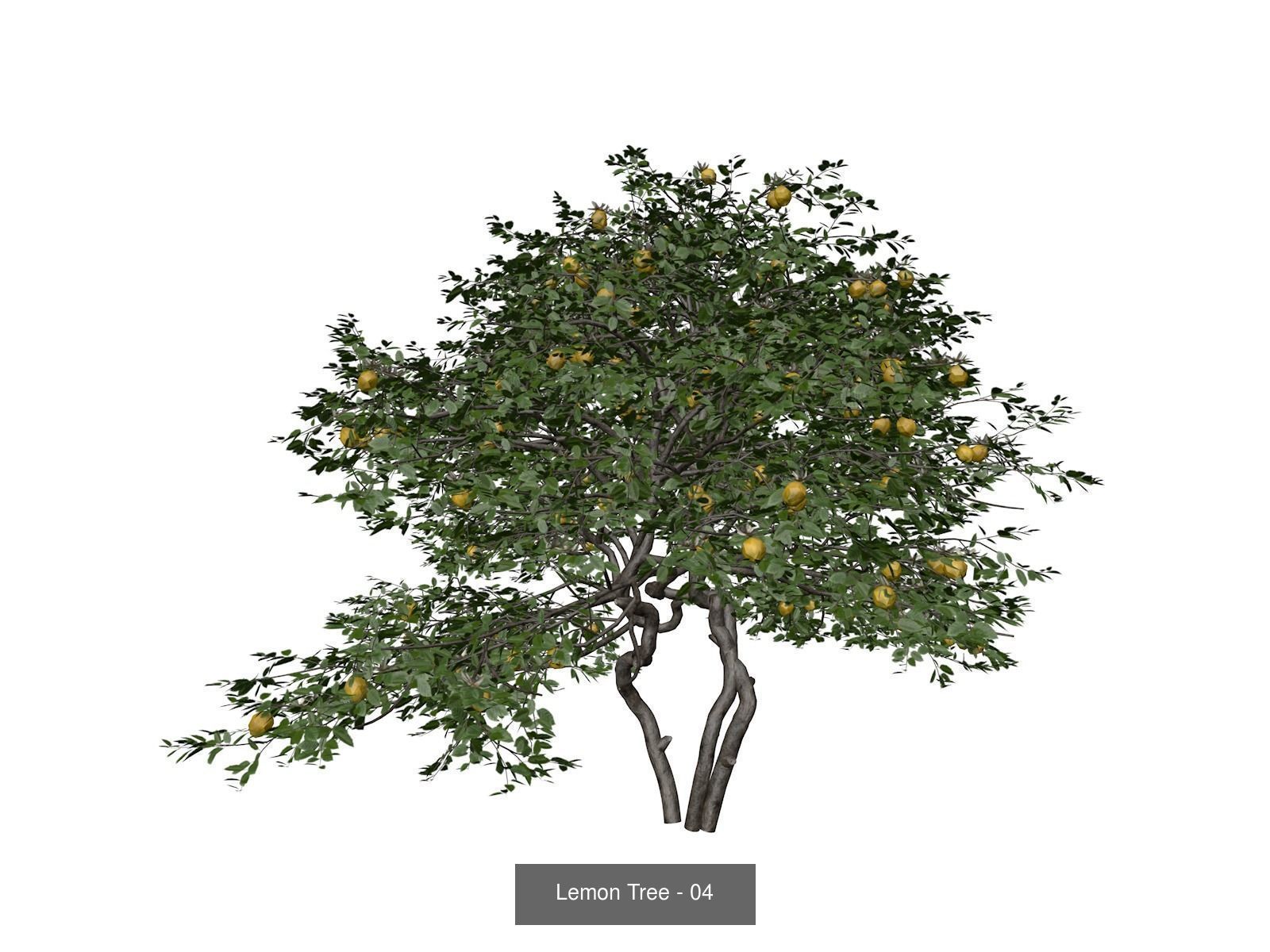 Lemon Trees 3D Model Collection_5