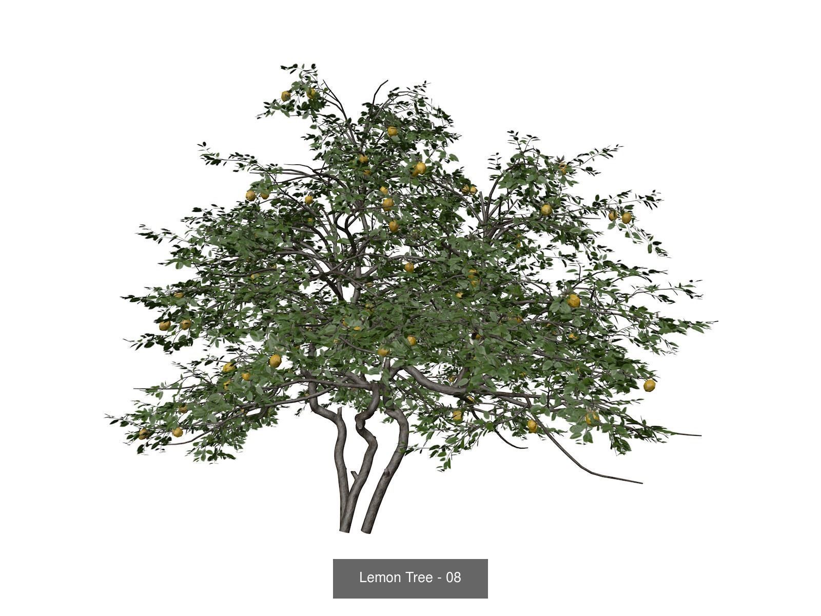 Lemon Trees 3D Model Collection_9
