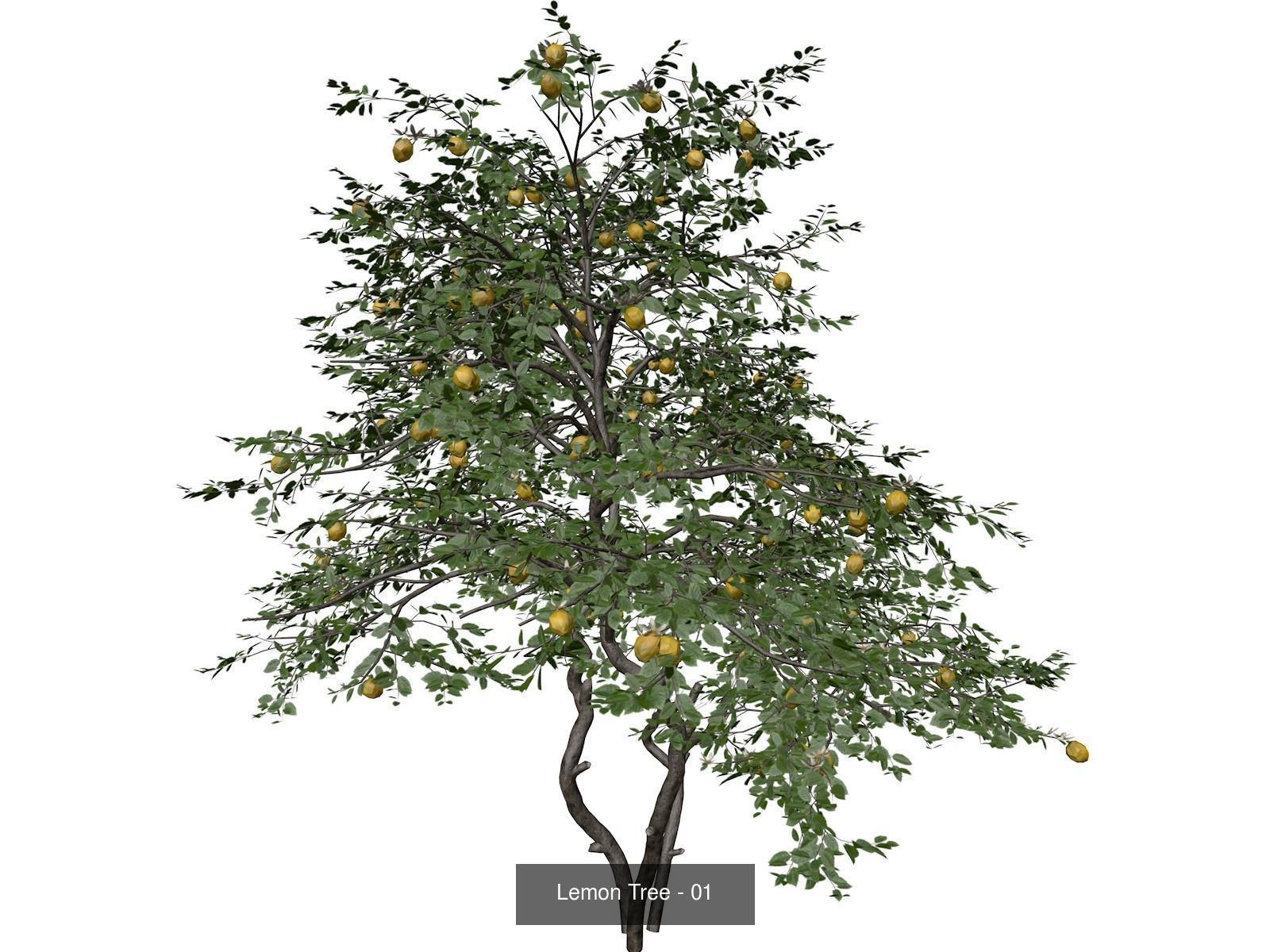Lemon Trees 3D Model Collection_2