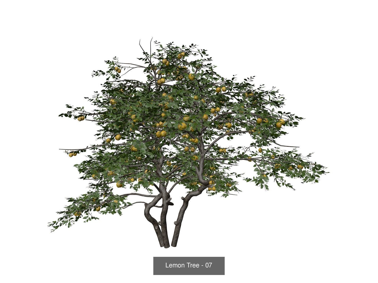 Lemon Trees 3D Model Collection_8