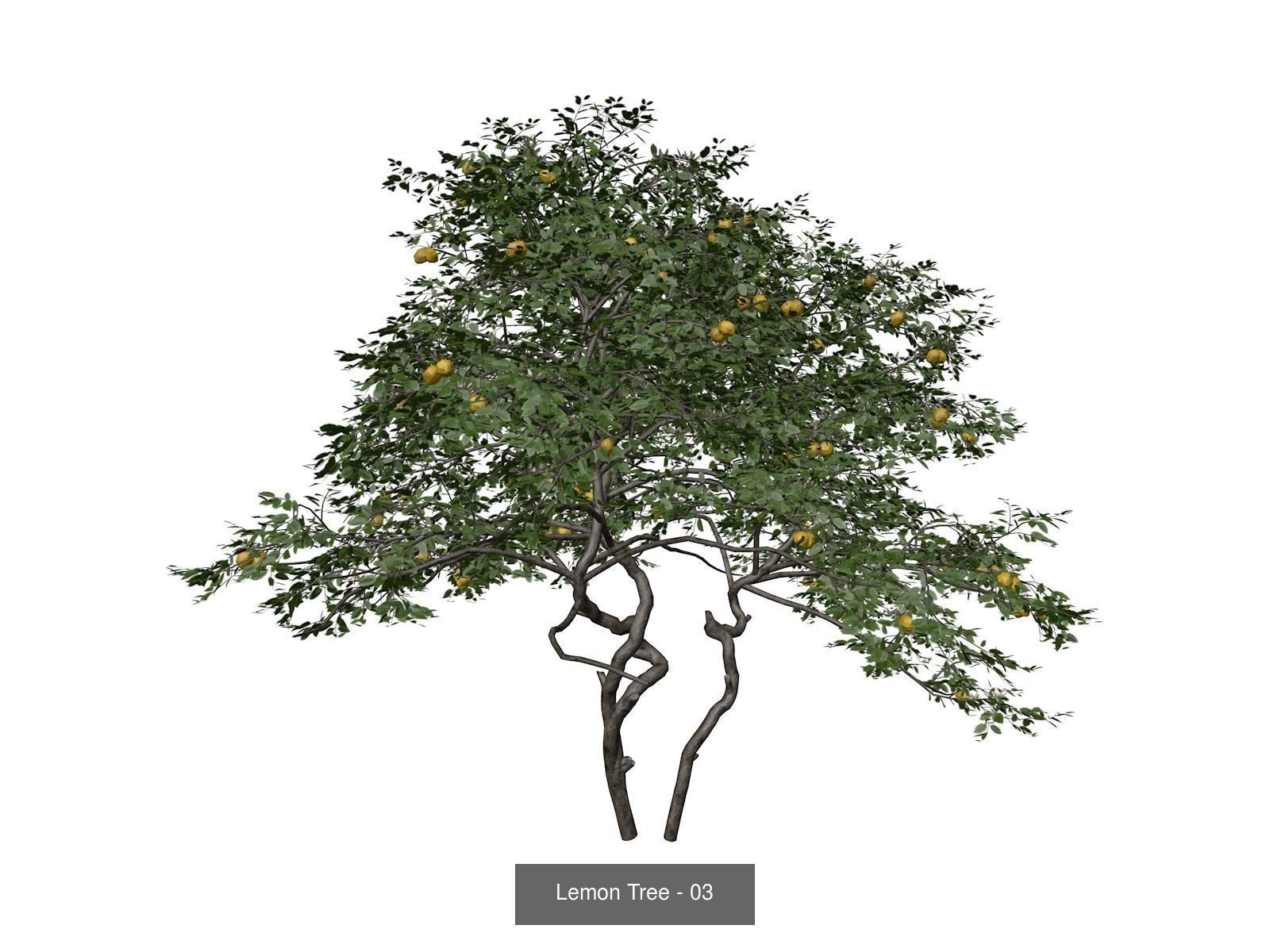 Lemon Trees 3D Model Collection_4