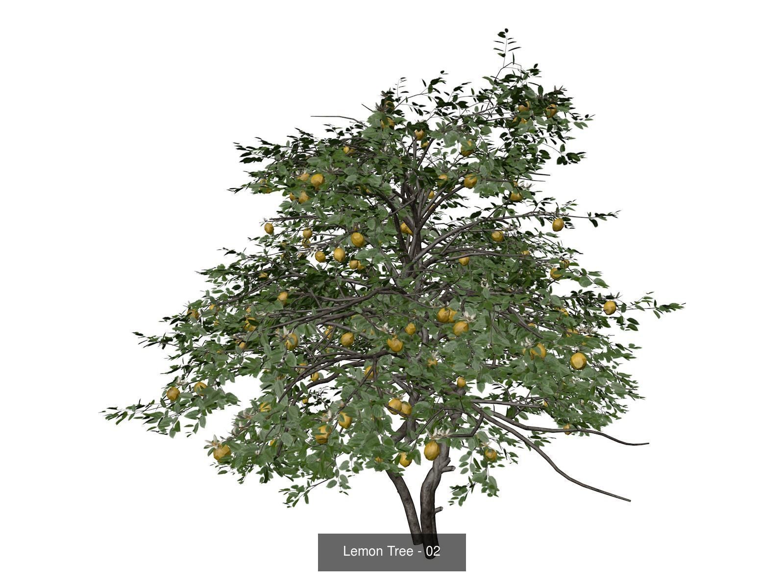 Lemon Trees 3D Model Collection_3