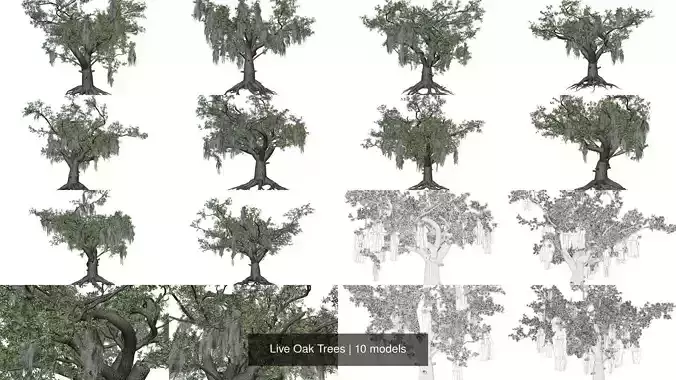 Live Oak Trees
