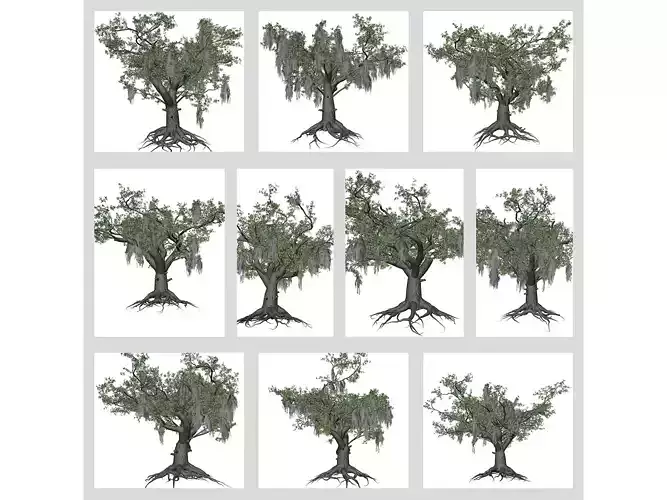 Live Oak Trees 3D Model Collection