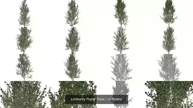 Lombardy Poplar Trees