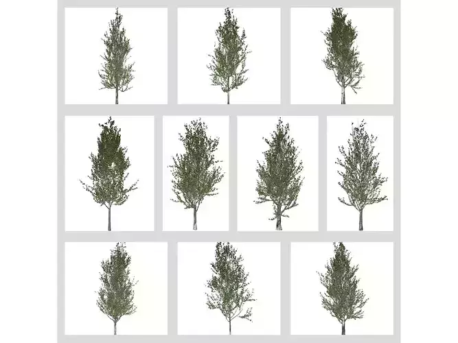 Lombardy Poplar Trees 3D Model Collection