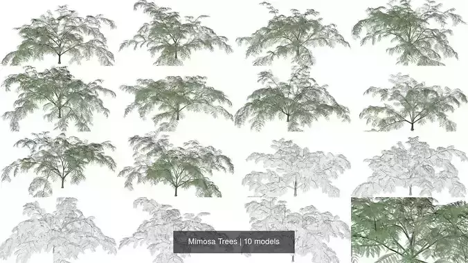 Mimosa Trees