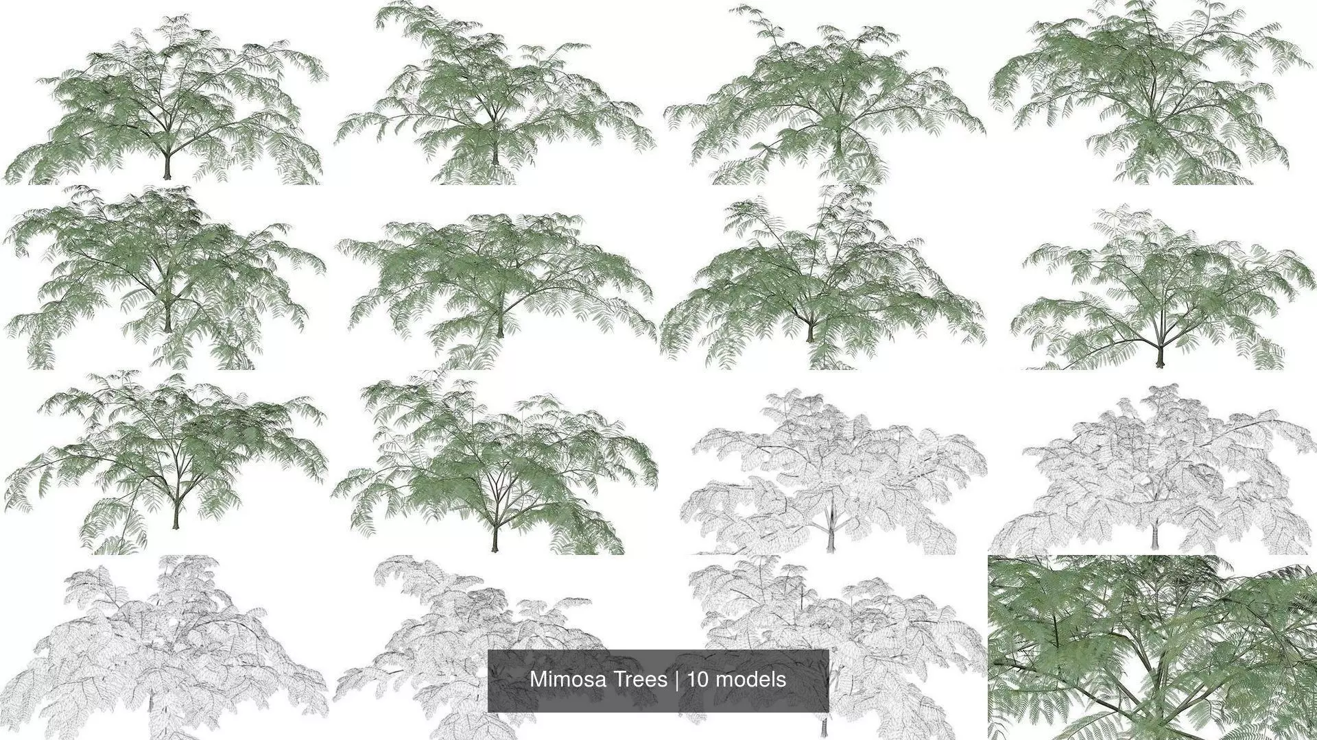 Mimosa Trees 3D Model Collection_1