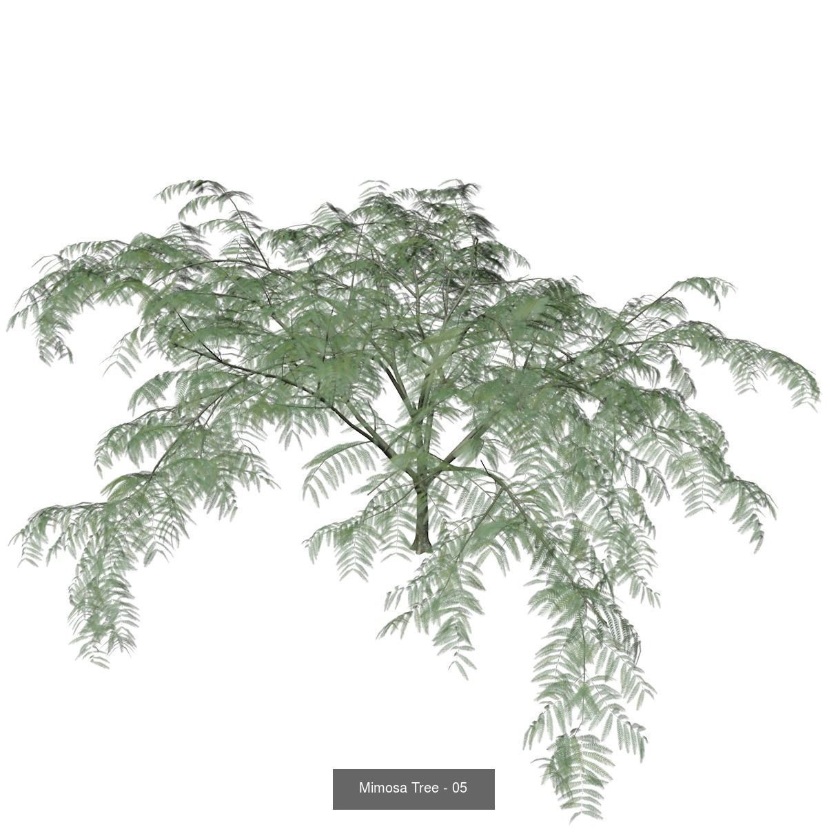 Mimosa Trees 3D Model Collection_6
