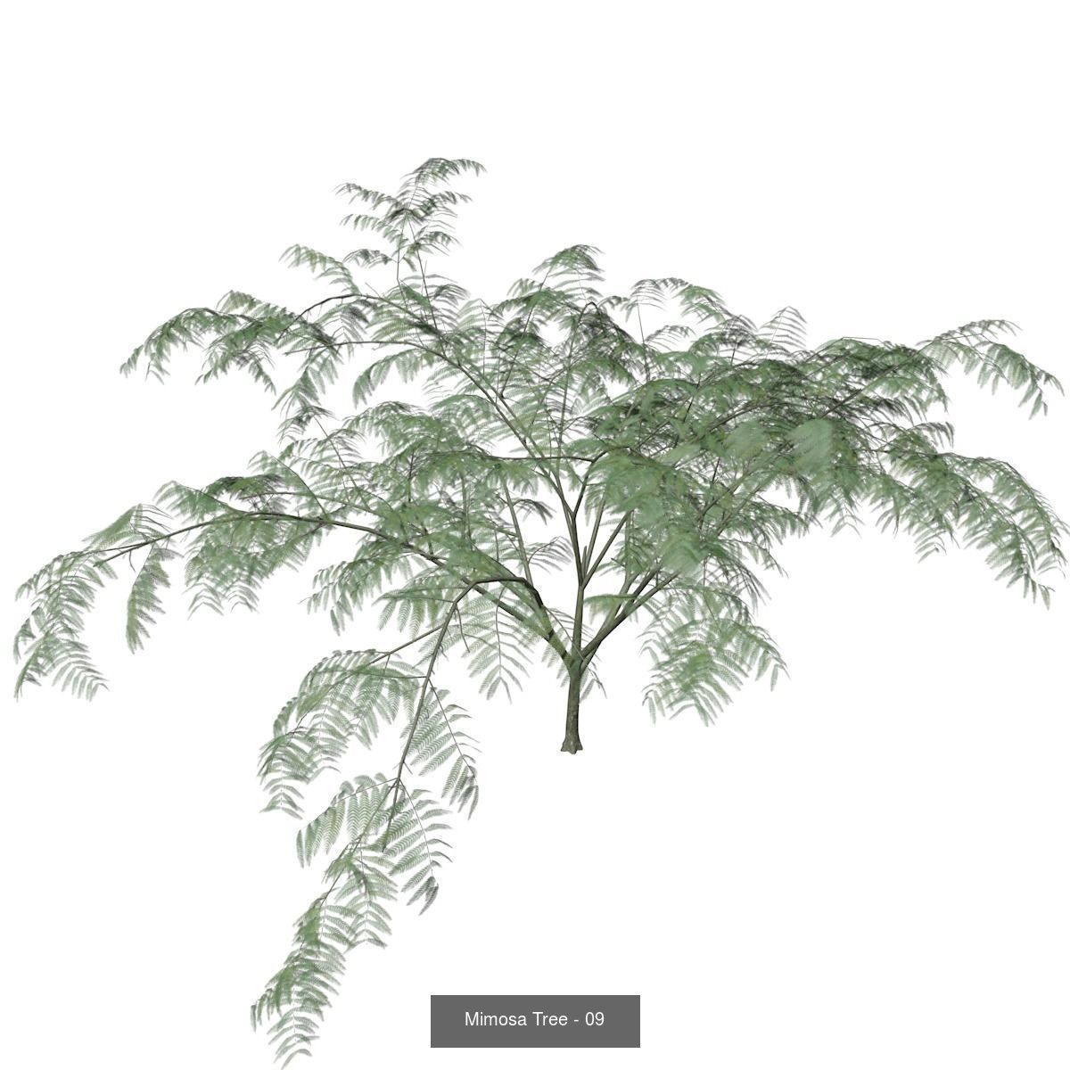 Mimosa Trees 3D Model Collection_10