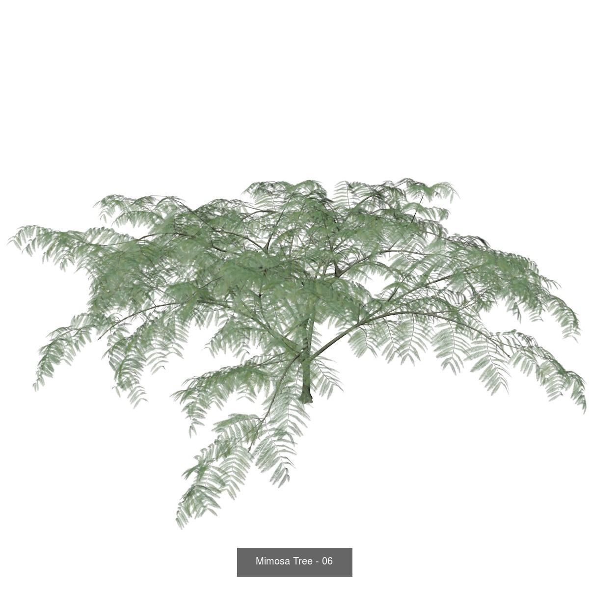 Mimosa Trees 3D Model Collection_7