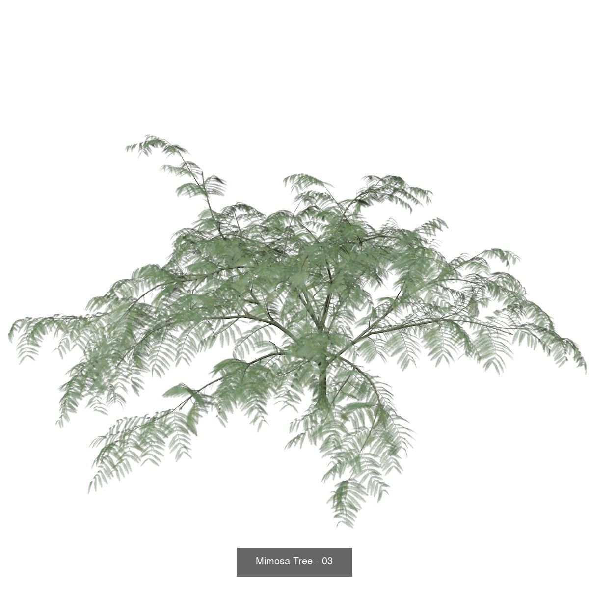 Mimosa Trees 3D Model Collection_4