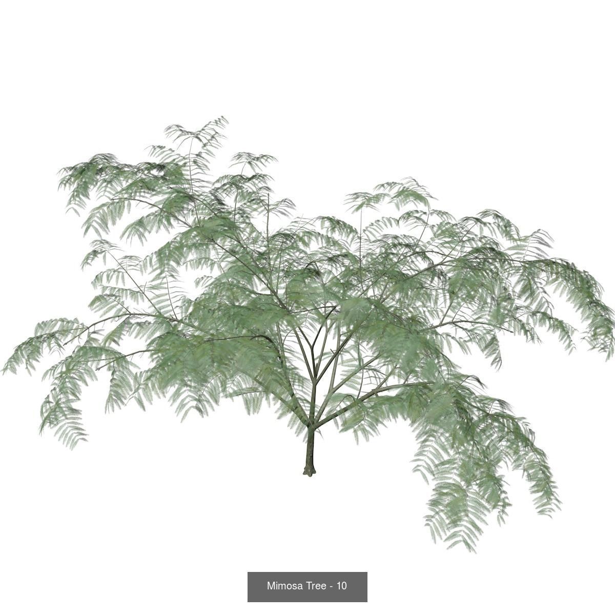 Mimosa Trees 3D Model Collection_11