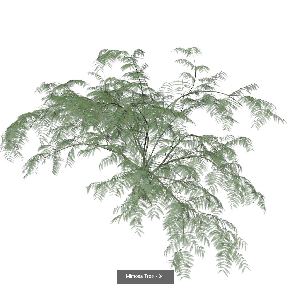 Mimosa Trees 3D Model Collection_5