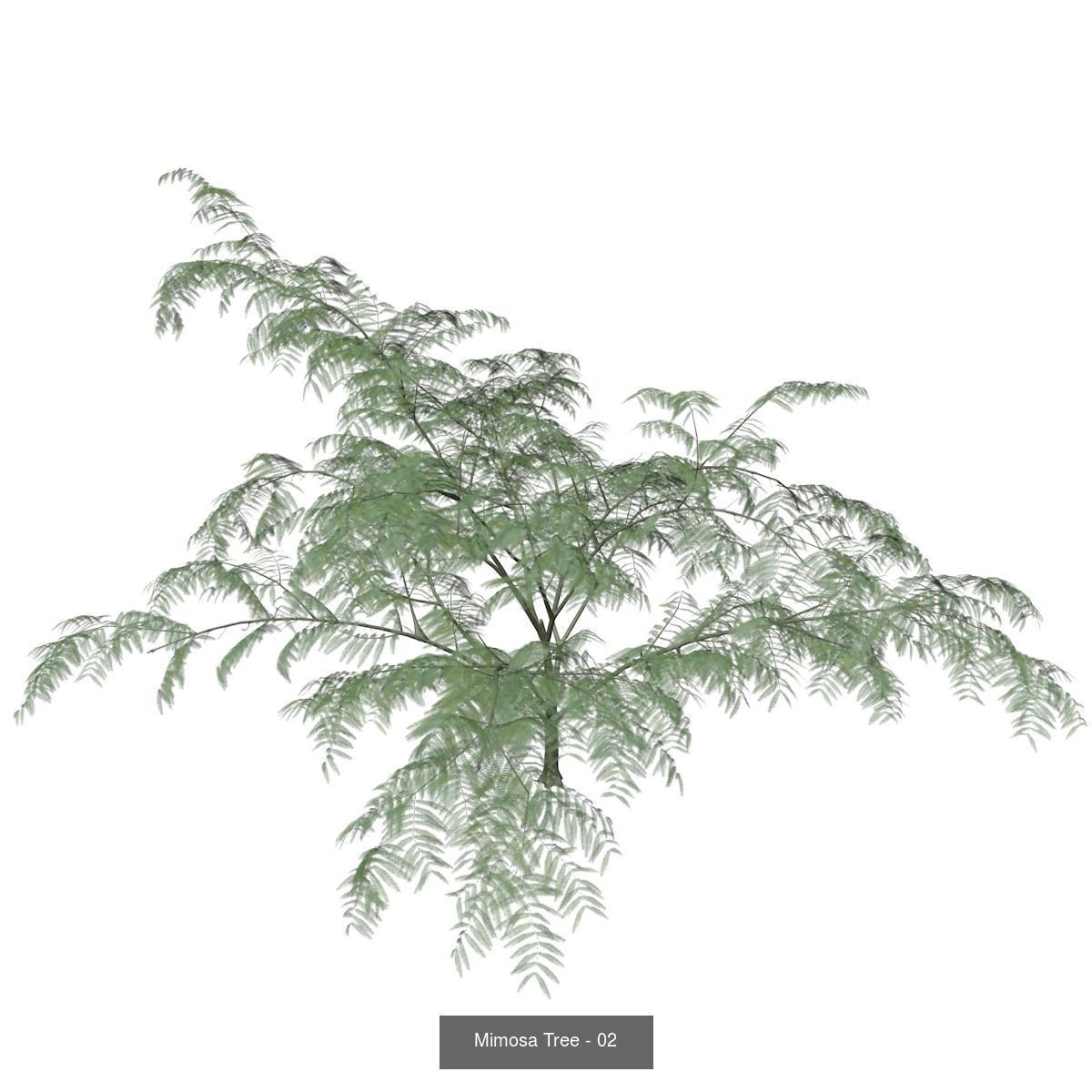 Mimosa Trees 3D Model Collection_3