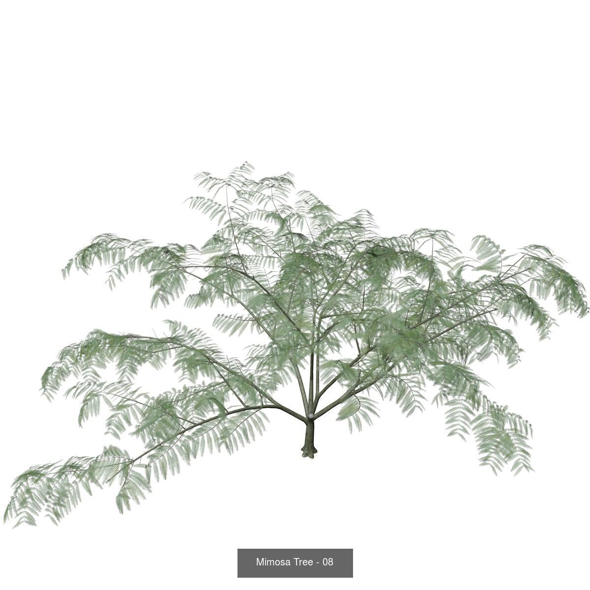 Mimosa Trees 3D Model Collection_9