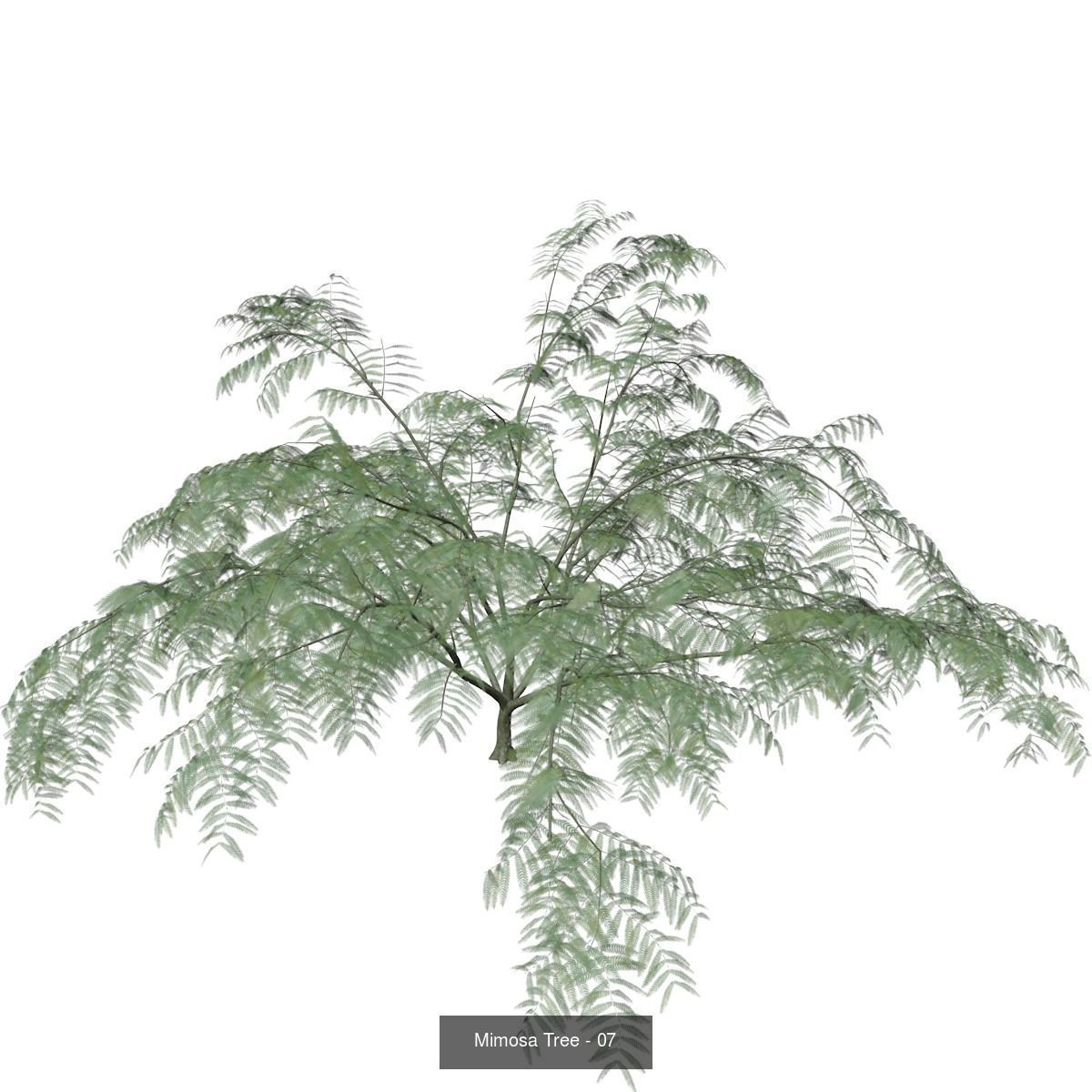 Mimosa Trees 3D Model Collection_8