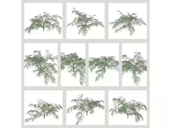 Mimosa Trees 3D Model Collection