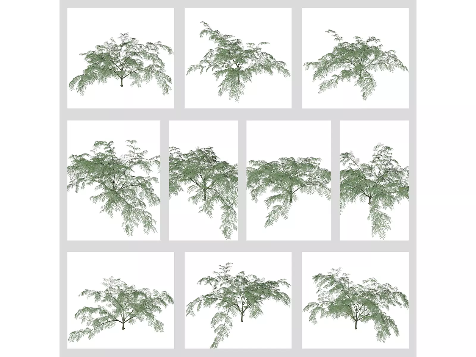Mimosa Trees 3D Model Collection_0