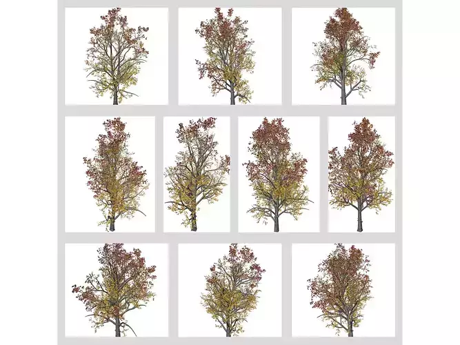 Mountain Maple Trees in Fall 3D Model Collection