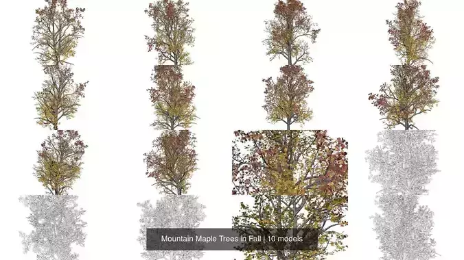 Mountain Maple Trees in Fall