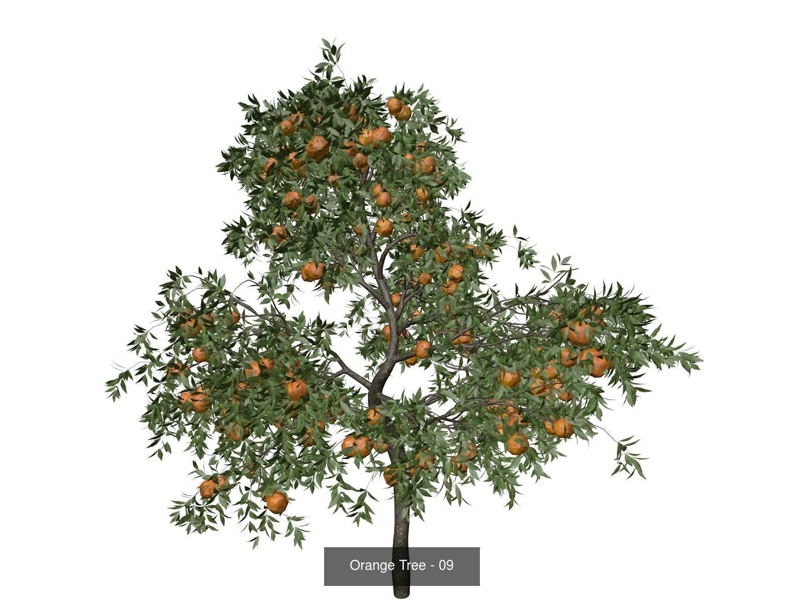 Orange Trees 3D Model Collection_10