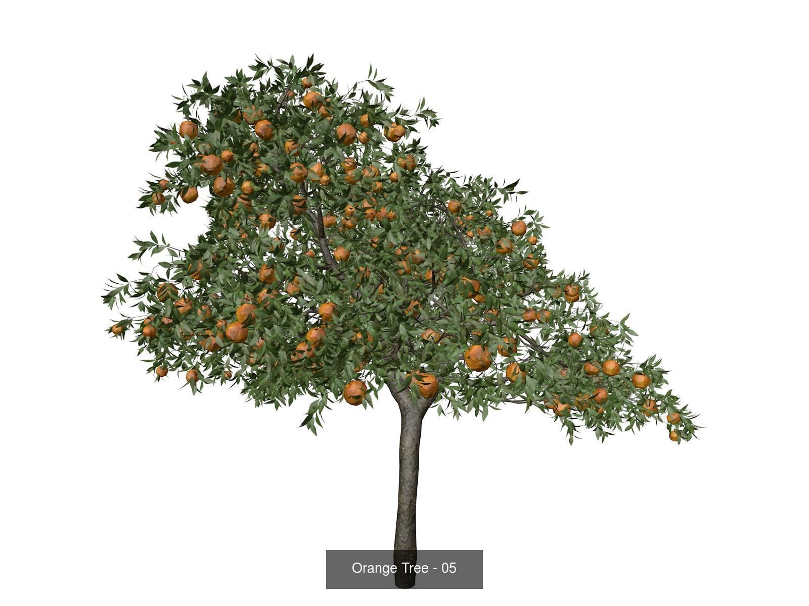 Orange Trees 3D Model Collection_6