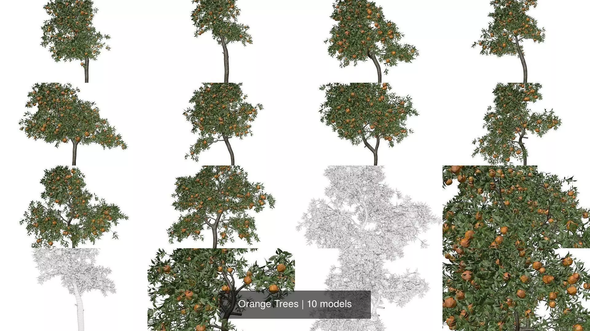 Orange Trees 3D Model Collection_1