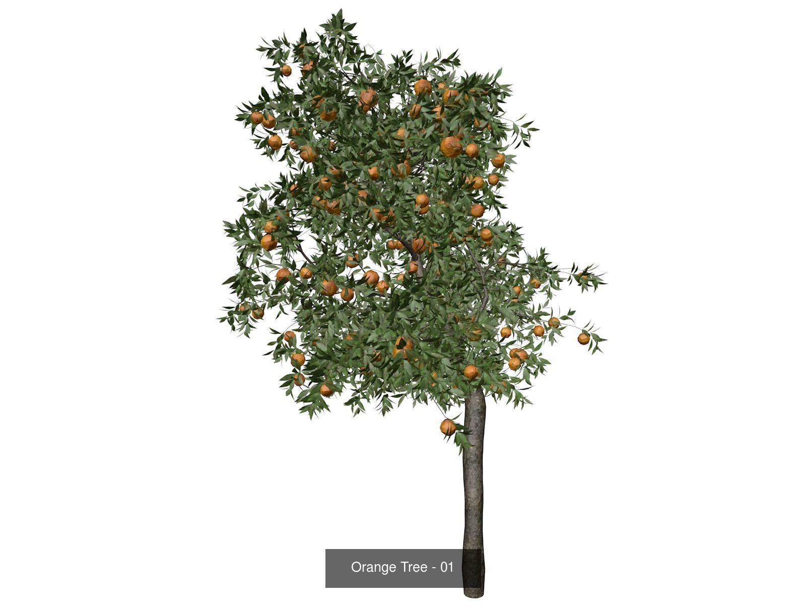 Orange Trees 3D Model Collection_2