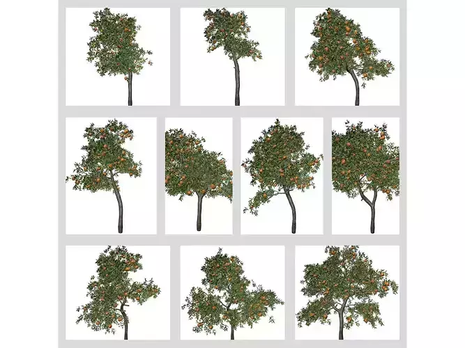 Orange Trees 3D Model Collection