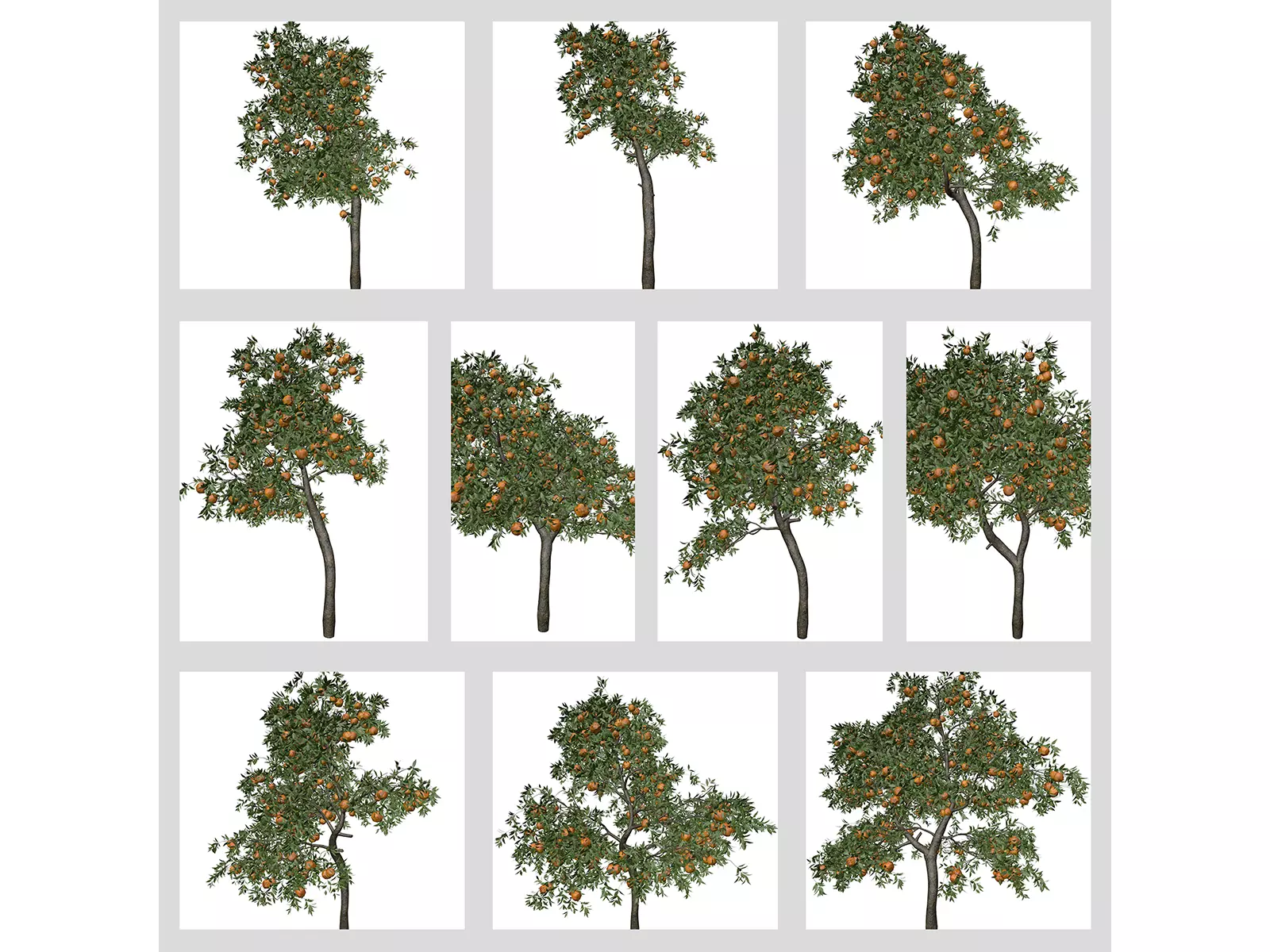 Orange Trees 3D Model Collection_0