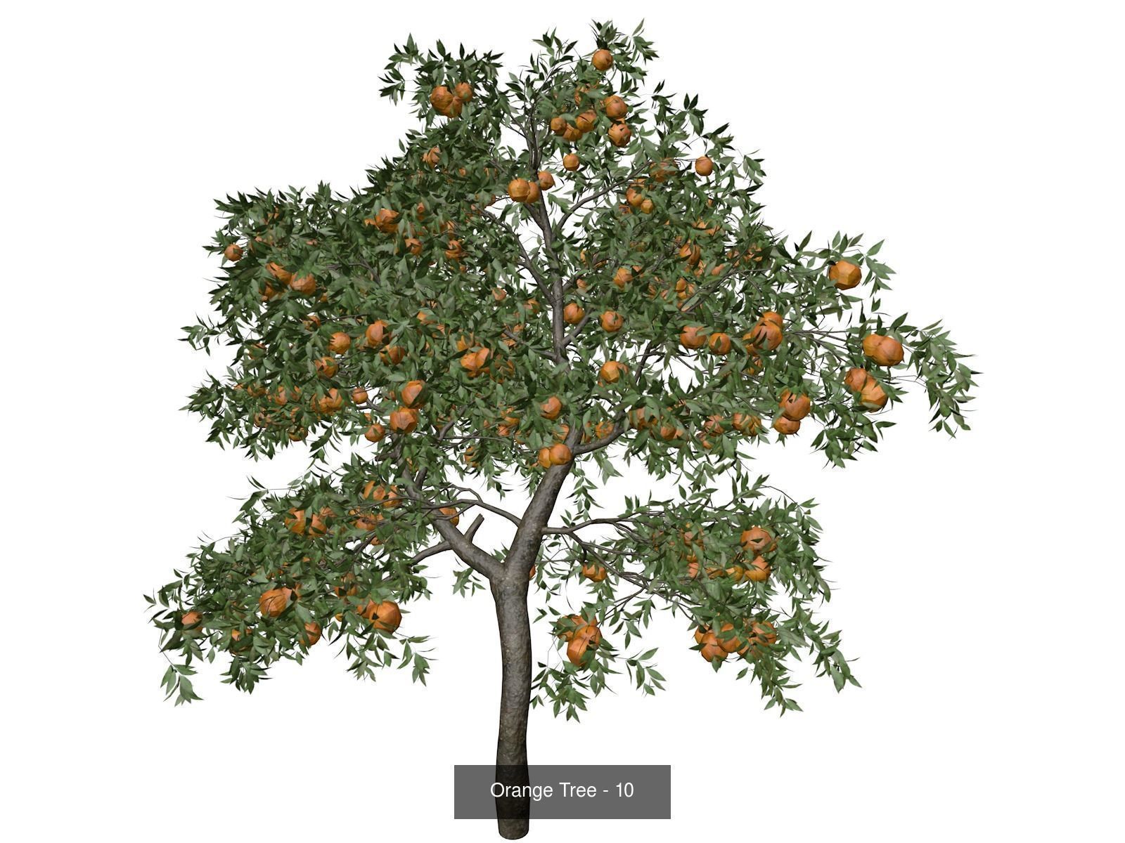 Orange Trees 3D Model Collection_11