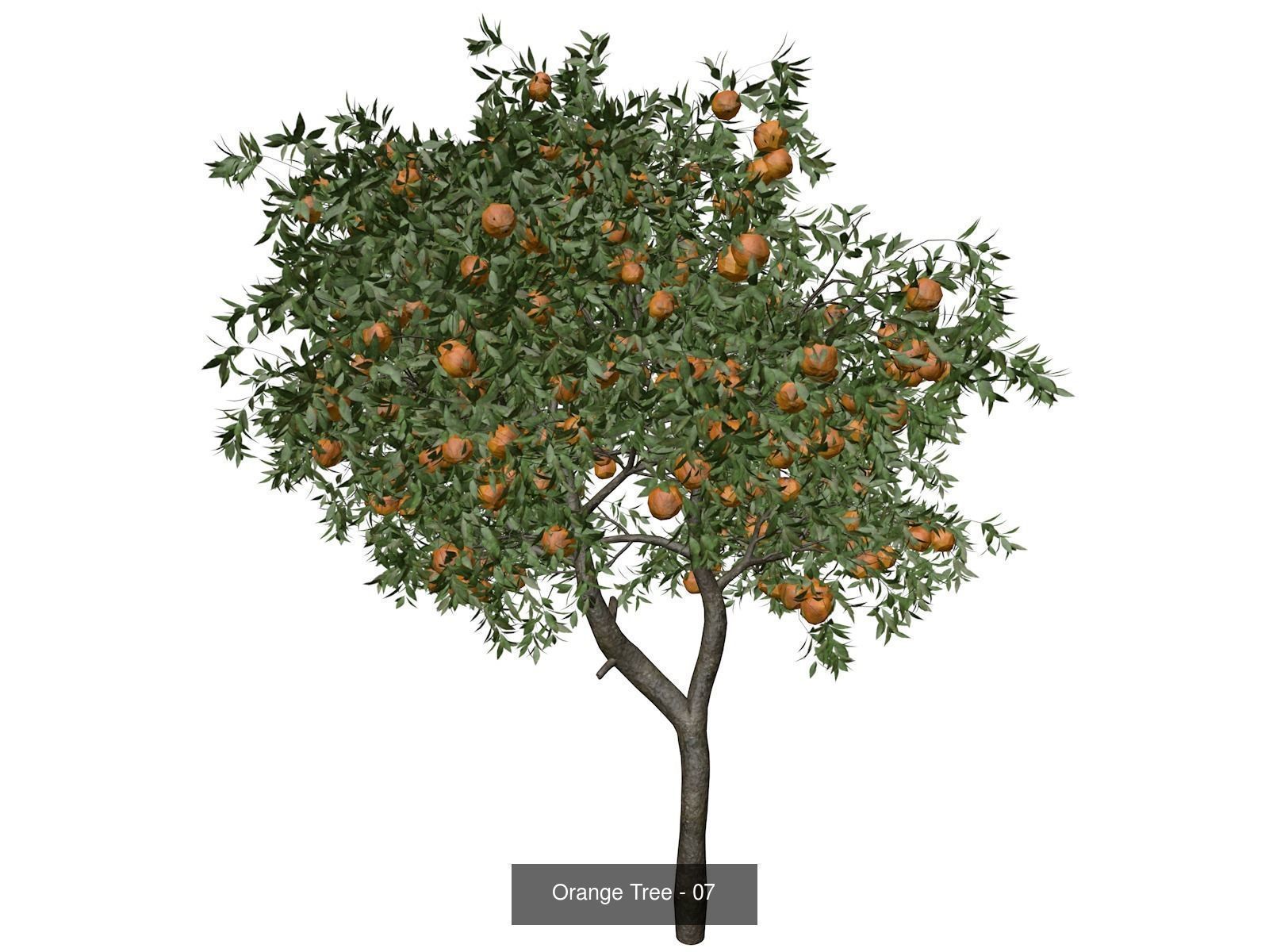 Orange Trees 3D Model Collection_8