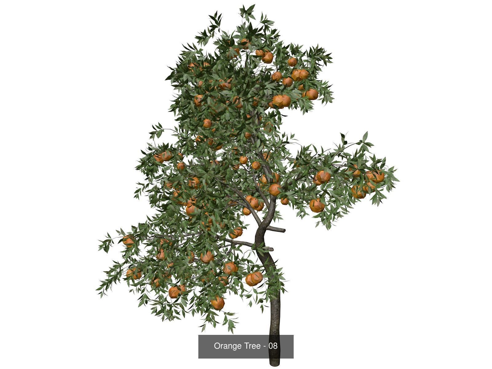 Orange Trees 3D Model Collection_9