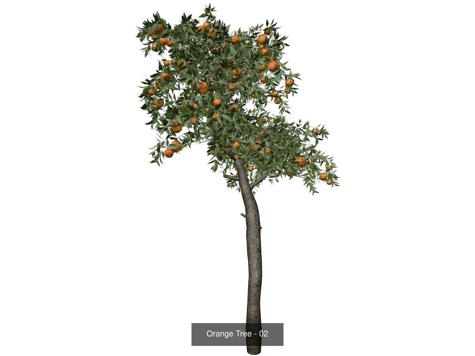 Orange Trees 3D Model Collection_3