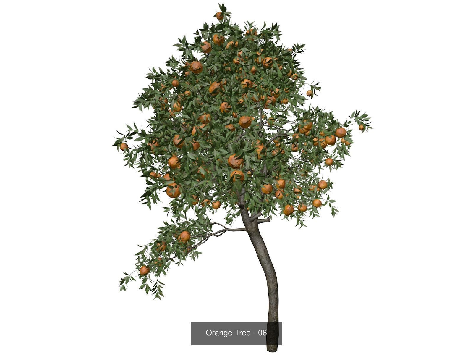 Orange Trees 3D Model Collection_7