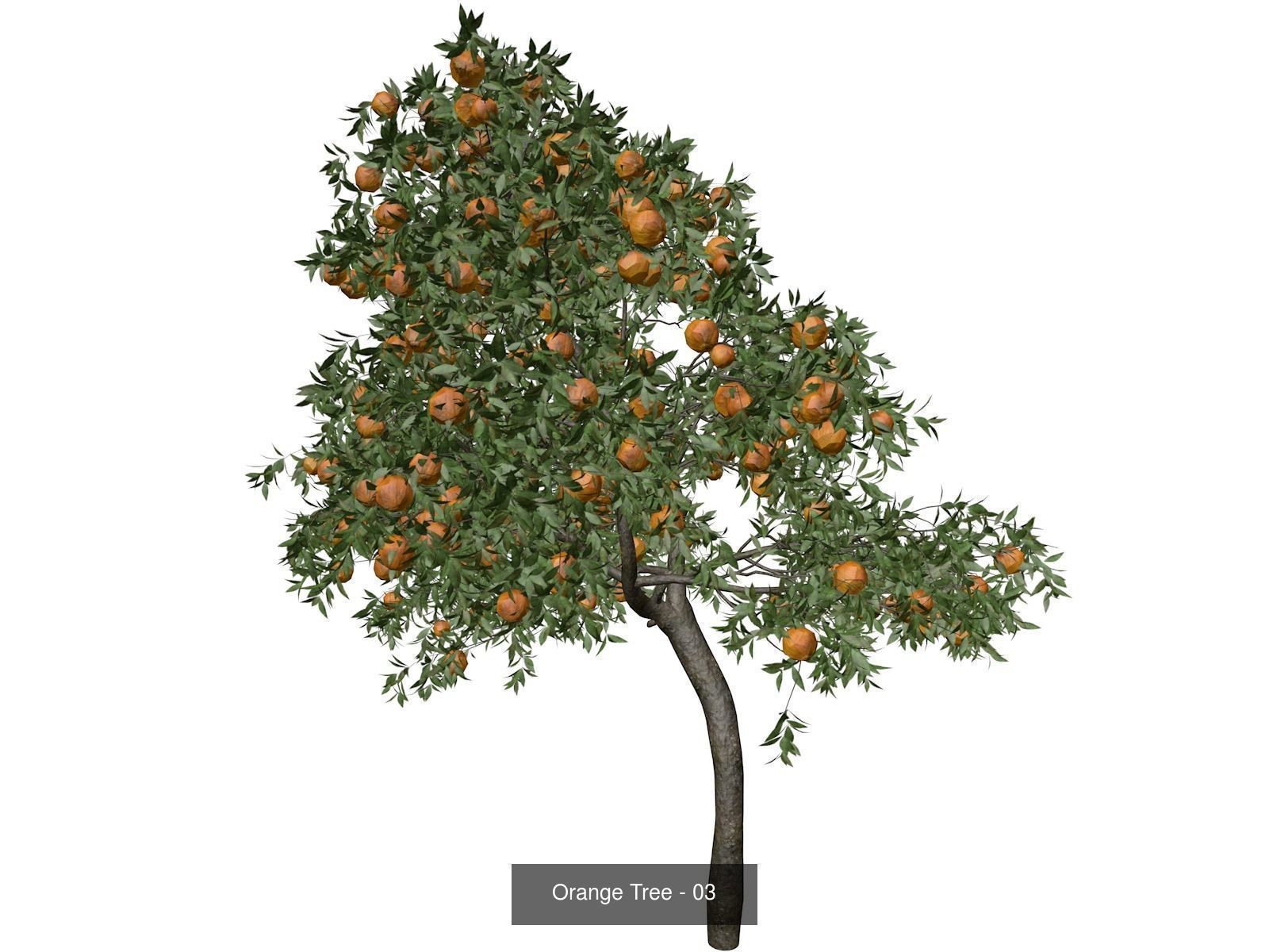 Orange Trees 3D Model Collection_4