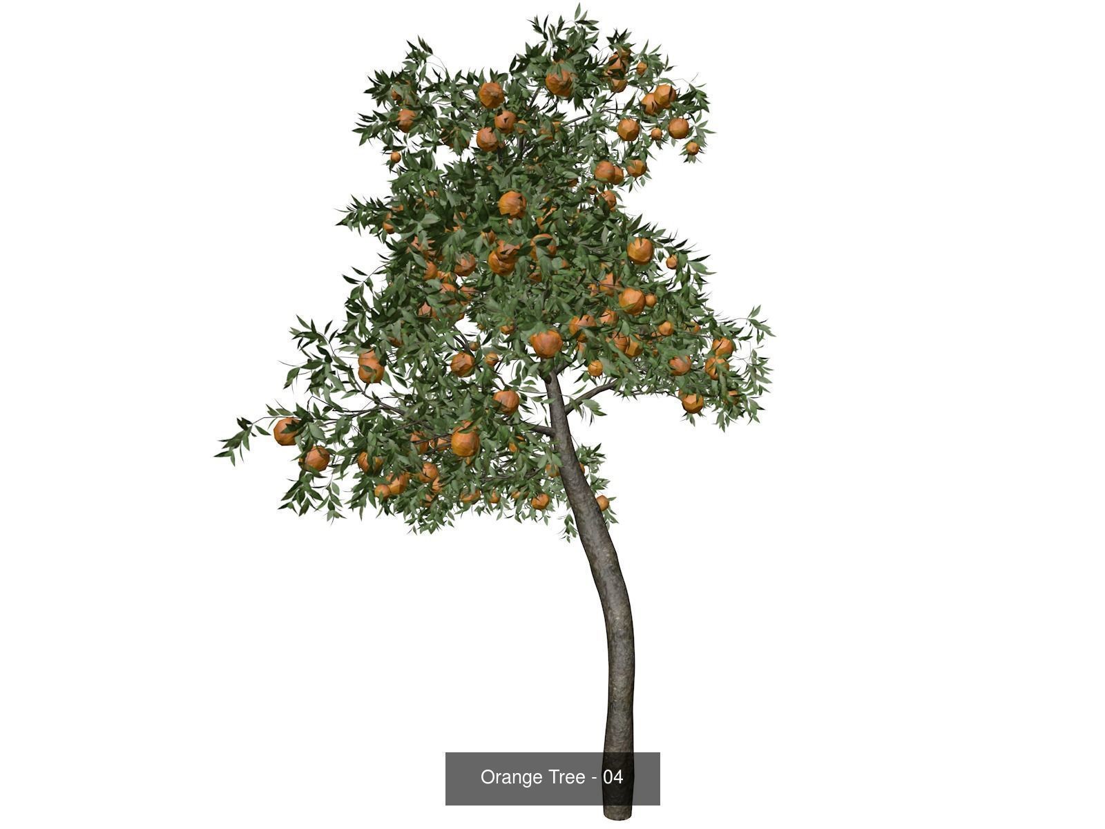 Orange Trees 3D Model Collection_5