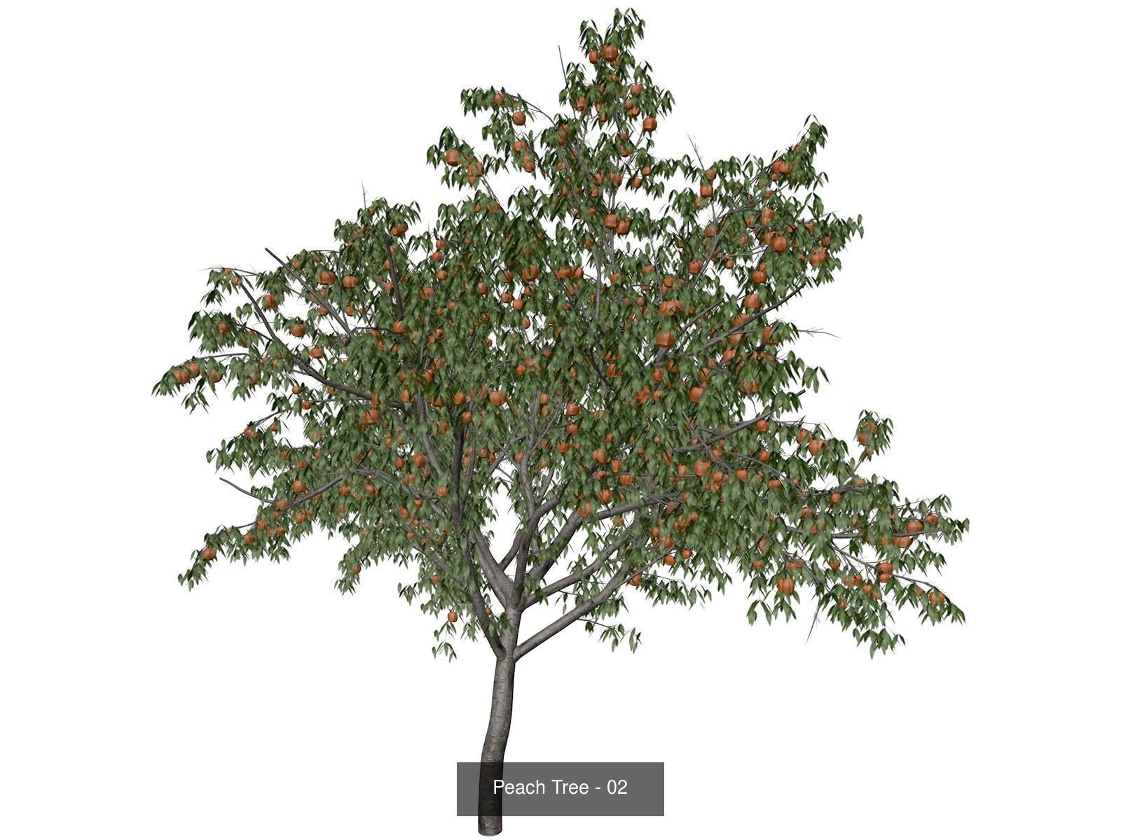 Peach Trees 3D Model Collection_3
