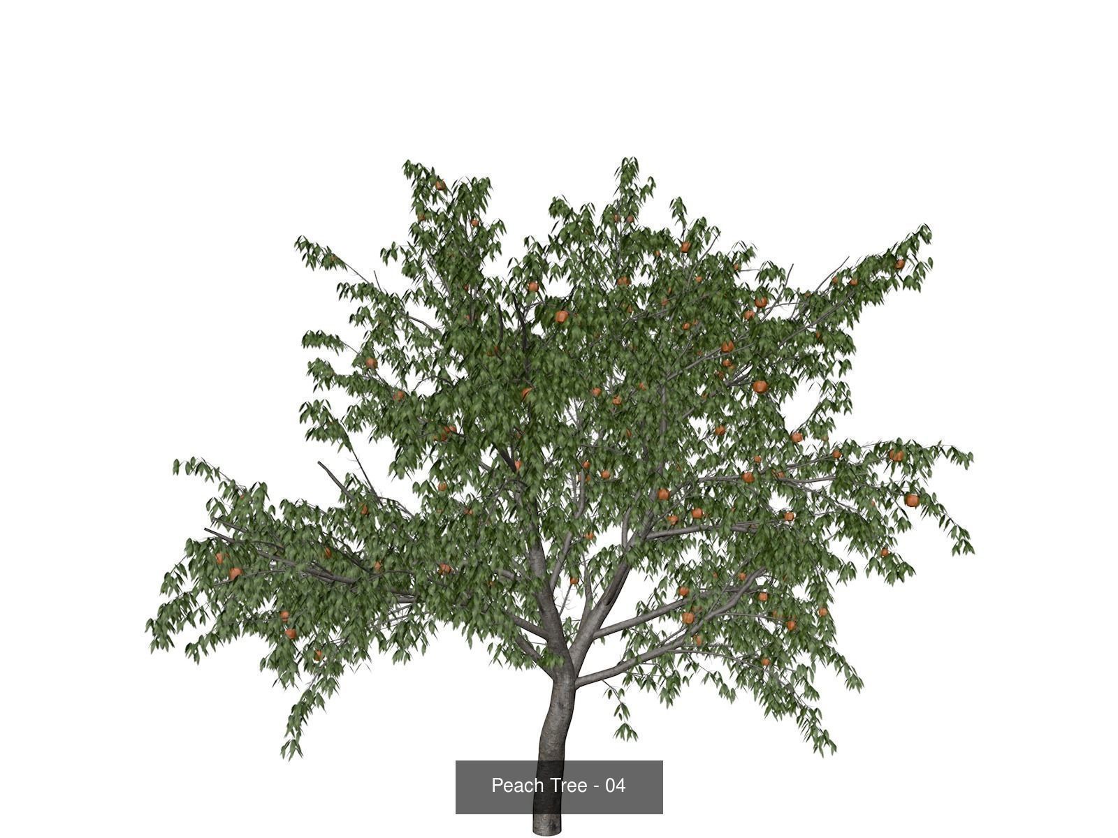 Peach Trees 3D Model Collection_5