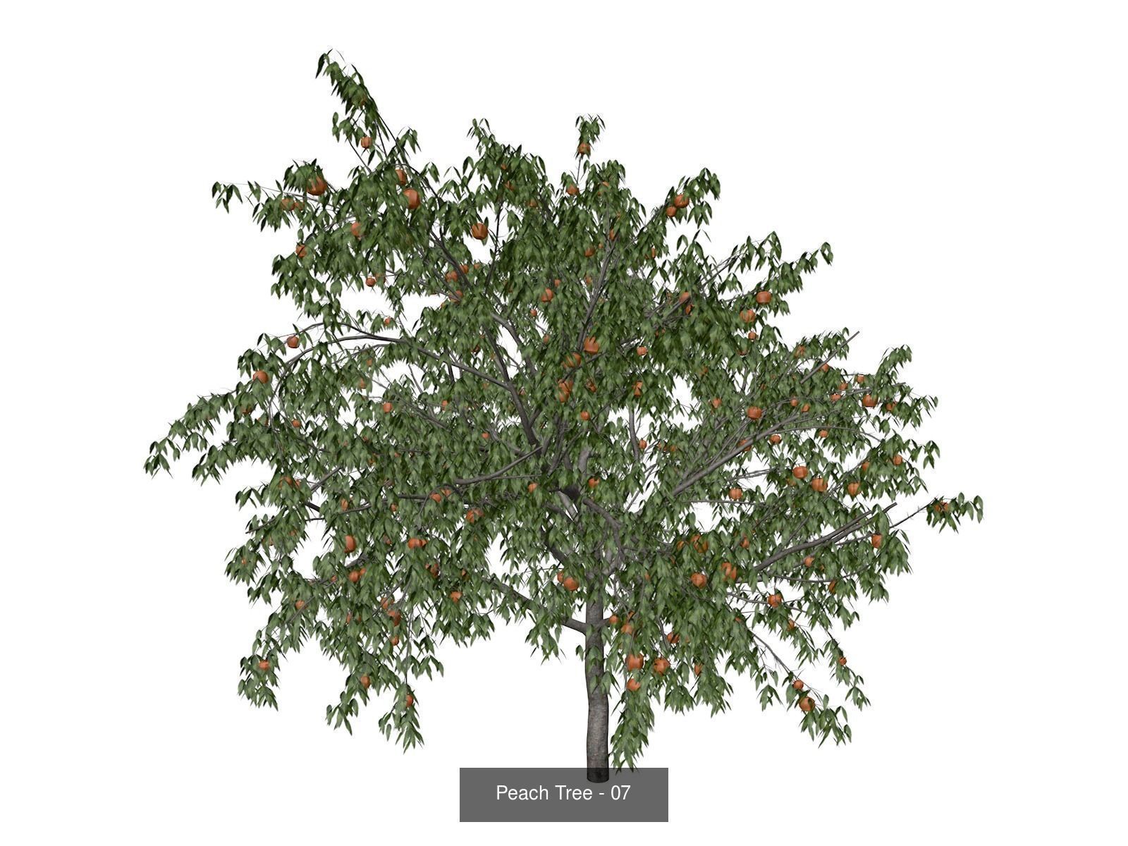 Peach Trees 3D Model Collection_8