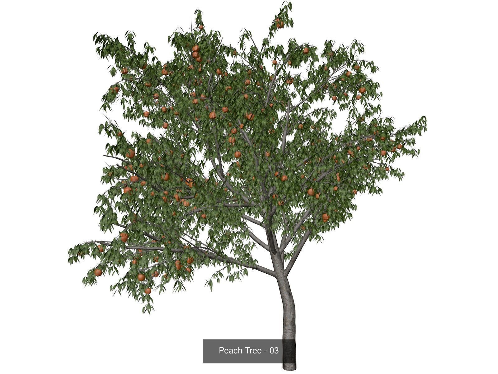 Peach Trees 3D Model Collection_4