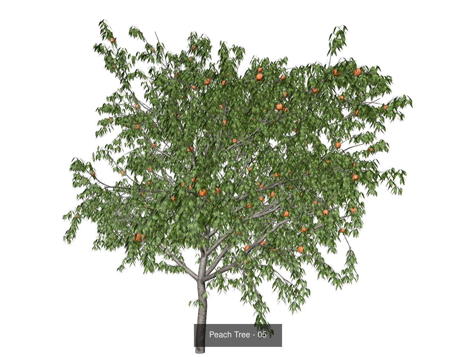 Peach Trees 3D Model Collection_6