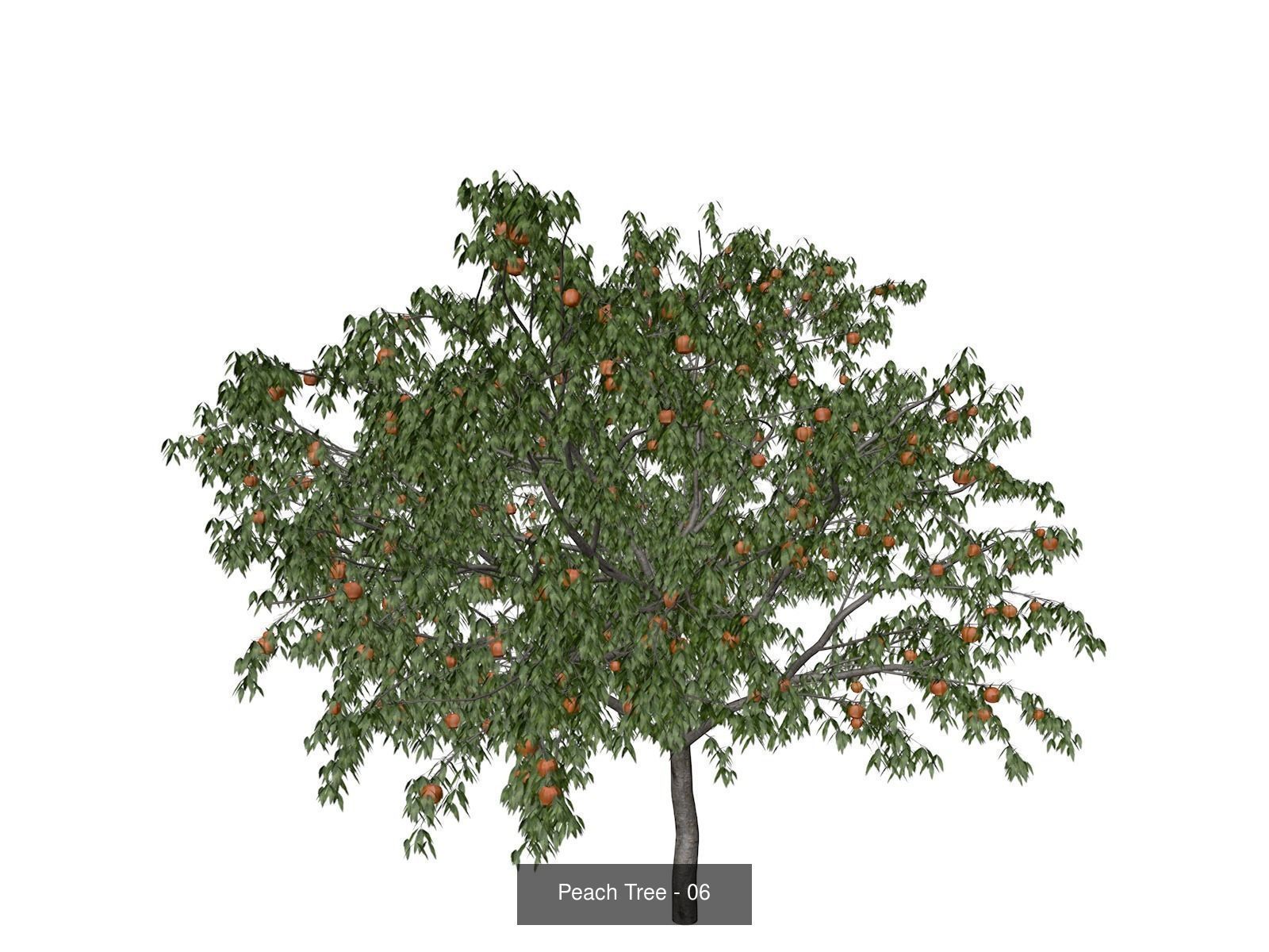 Peach Trees 3D Model Collection_7